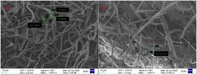 Comparative analysis of aroma components and quality of Geotrichum candidum after space mutation breeding